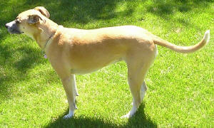 Roxy